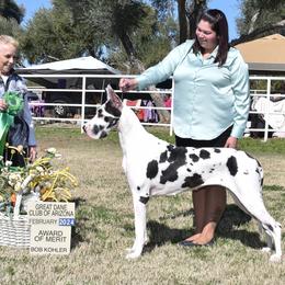 Parker - Great Dane