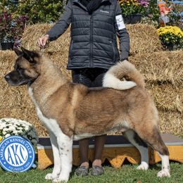 Akita and Cane Corso from The__o__pack