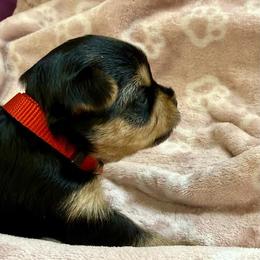 Gracie - Black and tan female Yorkshire Terrier puppy in Walla Walla, Washington from Linda Sherman