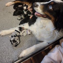 Australian Shepherd Puppies from Ramos Standards