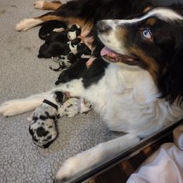 Australian Shepherd Puppies from Ramos Standards