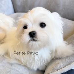 Bexley - White male Maltese puppy in Tampa, Florida from Petite Pawz