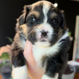 Miniature American Shepherd and Miniature Australian Shepherd Puppies from Whiskeytown Aussies