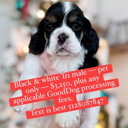 Tri male - Black white and tan male Cocker Spaniel puppy in Texas from Sisu Cockers