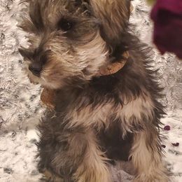 Miniature Schnauzers from Simply Schnauzer