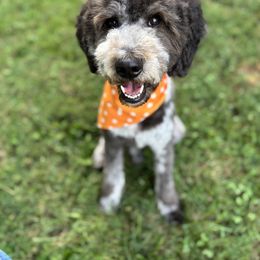 Marley - Goldendoodle