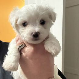 Boy 2 - White Maltese puppy in Conover, North Carolina from Fisher's Pup-cakes