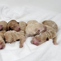 Bernedoodle, Double Doodle, and Goldendoodle Puppies from Winding Creek Ranch