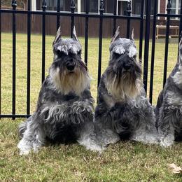 Miniature Schnauzer All Grown Up from ZRULES
