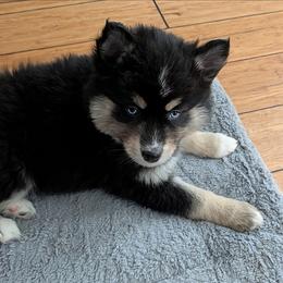 PxD g3 - Black female Pomsky puppy in Charlotte, Michigan from Moore Pomskies