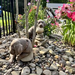 Weimaraner Puppies from Southpaw Weimaraners