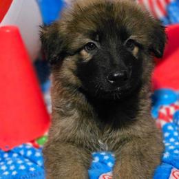 Percy - Sable male German Shepherd puppy in Leon, West Virginia from Heart2Heart Kennels