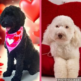 Goldendoodle puppies from Hopeful Heart Doodles