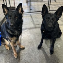 German Shepherd puppies from Bolwerk’s 3B Acres