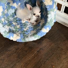 Elroy - Cream and white male Chihuahua puppy in Dime Box, Texas from Color Me Crazy Chihuahuas