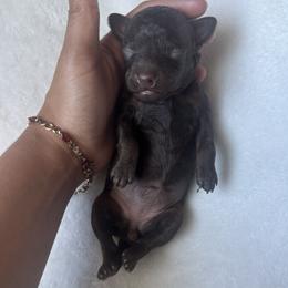 Sunkist - Brown female Poodle puppy in Saint Cloud, Florida from Doodle & Poodle Valley