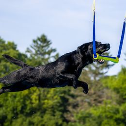 Labrador Retrievers from GNJ Kennels