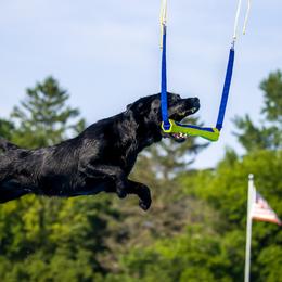Labrador Retrievers from GNJ Kennels
