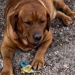 Ranger - Labrador Retriever