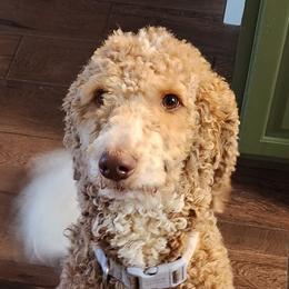 Goldendoodles and Poodles from Greg Ridgeway