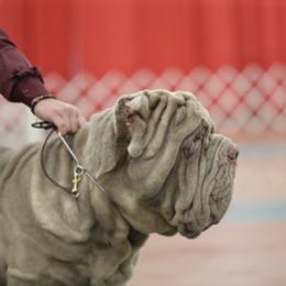 Neapolitan Mastiff Puppies from Red Rock Neapolitan Mastiffs