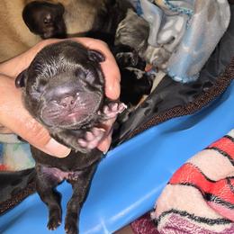 Chocolate brindle - Liver female French Bulldog puppy in Summerville, Tennessee from R&J Frenchie