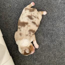 Comet - Red merle male Miniature Australian Shepherd puppy in Brooker, Florida from Triple Branch Aussies