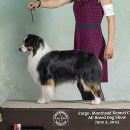 Prize - Miniature American Shepherd