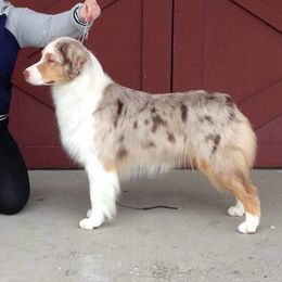 Alaska - Australian Shepherd