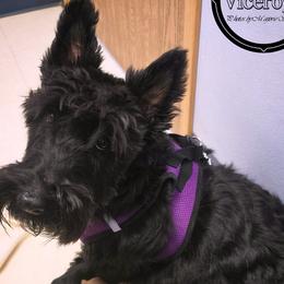 Minerva - Scottish Terrier