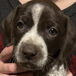 German Shorthaired Pointers from Bethlehem Farms