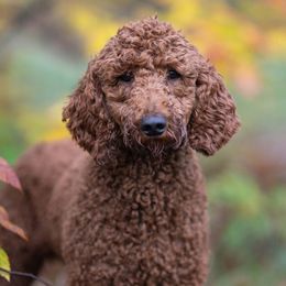 Wyatt - Poodle