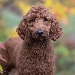 Wyatt - Poodle