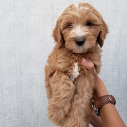 Goldendoodle Puppies from Hartman Goldendoodles