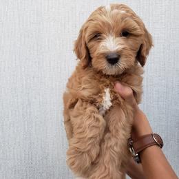 Goldendoodle Puppies from Hartman Goldendoodles
