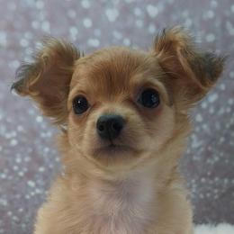 Dayton - Fawn male Chihuahua puppy in Topeka, Kansas from Barbie's Baby Chihuahuas