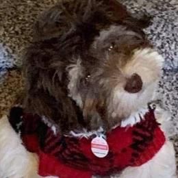 Havanese from 7th Heaven Havanese of Texas
