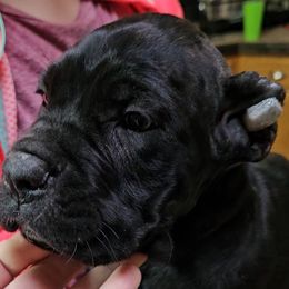 Brown Collar Female - Black brindle female Cane Corso puppy in Lewistown, Montana from Corsi Amore Kennels