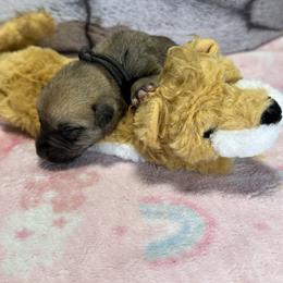Lion - Yellow male Black Mouth Cur puppy in Warsaw, Missouri from Heritage Cow Dogs