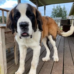 Saint Bernards from Olympic Mountain Saint Bernards