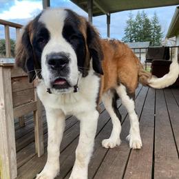 Saint Bernards from Olympic Mountain Saint Bernards