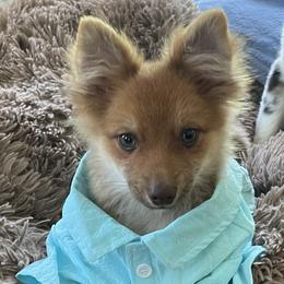 Australian Shepherds, Maltese, and Pomeranians from Destination Dalmatian