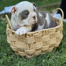 Yellow girl - Lilac tri-color female Bulldog puppy in Atwater, California from Raised By Santiago