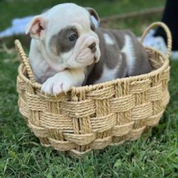 Yellow girl - Lilac tri-color female Bulldog puppy in Atwater, California from Raised By Santiago