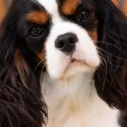 Cavalier King Charles Spaniels from CURTIS CAVALIERS