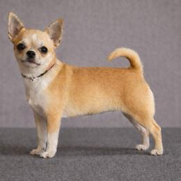 Fig - Chihuahua