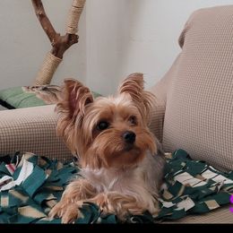 Silly - Yorkshire Terrier