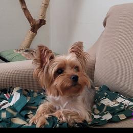 Silly - Yorkshire Terrier