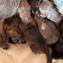 Boogie - Brindle male Dachshund puppy in Missoula, Montana from The Dainty Dachshund