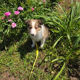 Mitzi Maybelline - Sable and white female Shetland Sheepdog puppy in Altha, Florida from Hill Top Shelties